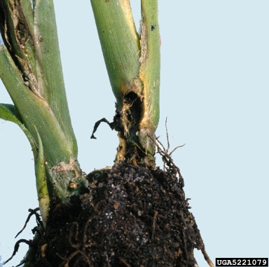bacteria wilt and soft rot (Dickeya chrysanthemi ) on dieffenbachia (Dieffenbachia spp. ) - 5221079