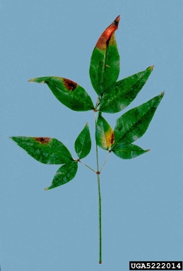 Cercospora leaf spot (Cercospora nandinae ) on sacred bamboo (Nandina domestica ) - 5222014