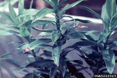 Bakanae Disease of Rice / cotton boll rot (Gibberella fujikuroi ) on dracaena (Dracaena aubryana ) - 5222023