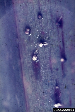 Graphiola leaf spot (Graphiola phoenicis ) on jelly palm (Butia capitata ) - 5222064