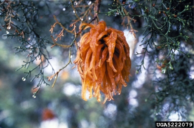 cedar-apple rust (Gymnosporangium juniperi-virginianae ) on juniper (Juniperus spp. ) - 5222079