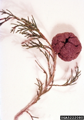 cedar-apple rust (Gymnosporangium juniperi-virginianae ) on juniper (Juniperus spp. ) - 5222080