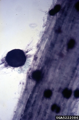 charcoal rot, Macrophomina phaseolina  (Incertae sedis: Incertae sedis) - 5222086