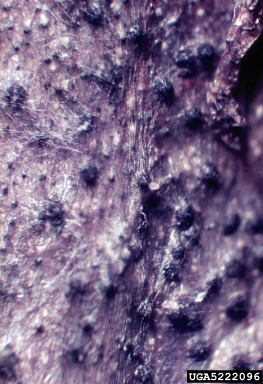 charcoal rot (Macrophomina phaseolina ) on cowpea (Vigna unguiculata ) - 5222096
