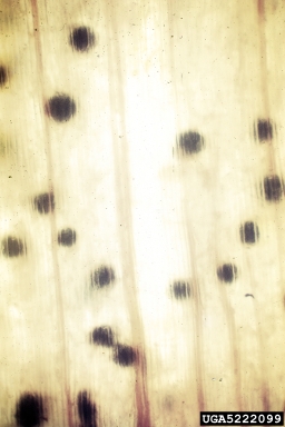 charcoal rot (Macrophomina phaseolina ) on cowpea (Vigna unguiculata ) - 5222099