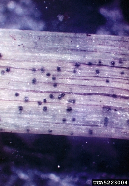 charcoal rot (Macrophomina phaseolina ) on cowpea (Vigna unguiculata ) - 5223004