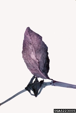 charcoal rot (Macrophomina phaseolina ) on cowpea (Vigna unguiculata ) - 5223005