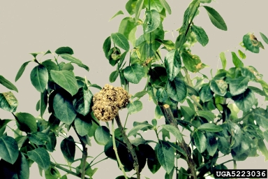 crown gall (Rhizobium radiobacter ) on winter creeper (Euonymus fortunei var. radicans) - 5223036