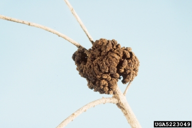 crown gall (Rhizobium radiobacter ) on sweet osmanthus (Osmanthus fragrans ) - 5223049