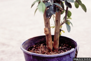 crown gall (Rhizobium radiobacter ) on Swingle citrumelo (  ) - 5223055