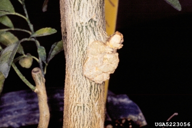 crown gall (Rhizobium radiobacter ) on Swingle citrumelo (  ) - 5223056