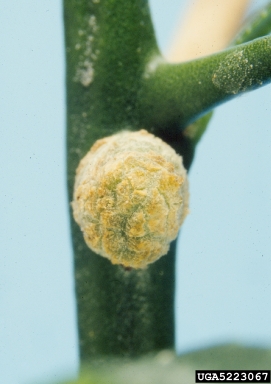 crown gall (Rhizobium radiobacter ) on Swingle citrumelo (  ) - 5223067