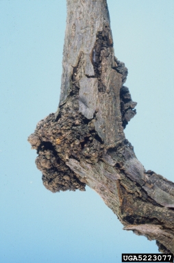 crown gall (Rhizobium radiobacter ) on thorny olive (Elaeagnus pungens ) - 5223077