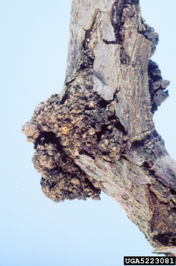 crown gall (Rhizobium radiobacter ) on thorny olive (Elaeagnus pungens ) - 5223081