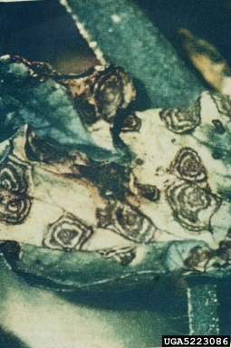 early blight (Alternaria solani ) on tomato (Lycopersicon esculentum ) - 5223086