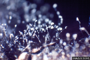 gray mold (Botrytis cinerea ) on Indian rubberplant (Ficus elastica ) - 5223095