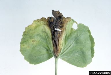 gray mold (Botrytis cinerea ) on zonal geranium (Pelargonium x hortorum ) - 5224005