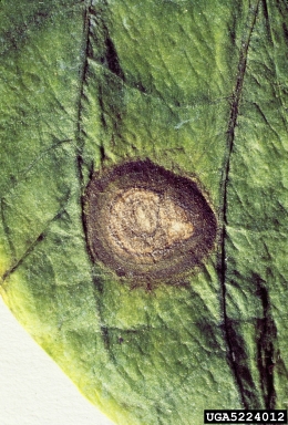Cercospora leaf spot (Cercospora capsici ) on red chili (Capsicum frutescens ) - 5224012