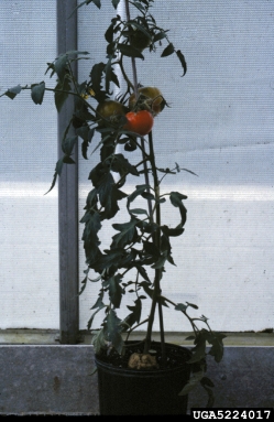 crown gall (Rhizobium radiobacter ) on tomato (Lycopersicon esculentum ) - 5224017