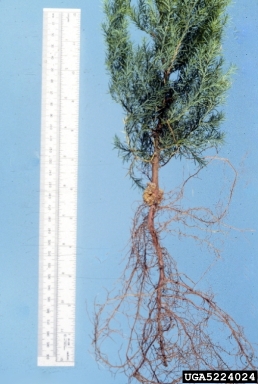 crown gall, Rhizobium radiobacter  (Rhizobiales: Rhizobiaceae) - 5224024