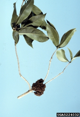 crown gall (Rhizobium radiobacter ) on sweet osmanthus (Osmanthus fragrans ) - 5224032