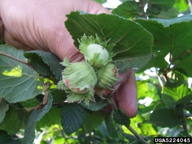 hazelnut brown stain (  ) on common filbert (Corylus avellana ) - 5224045