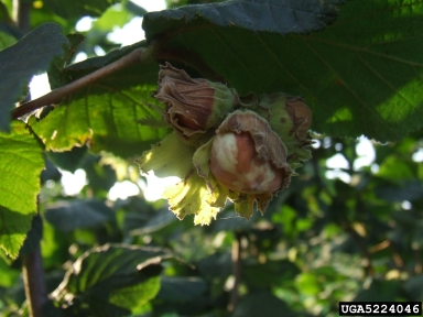 hazelnut brown stain (  ) on common filbert (Corylus avellana ) - 5224046