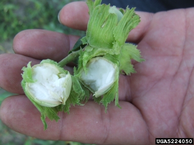 common filbert, Corylus avellana  (Fagales: Betulaceae) - 5224050