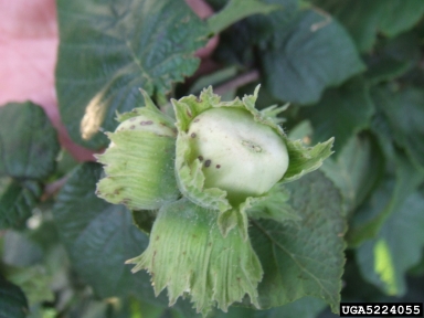 hazelnut brown stain (  ) on common filbert (Corylus avellana ) - 5224055