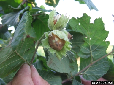 hazelnut brown stain (  ) on common filbert (Corylus avellana ) - 5224056