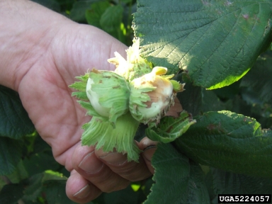 hazelnut brown stain (  ) on common filbert (Corylus avellana ) - 5224057