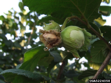 hazelnut brown stain (  ) on common filbert (Corylus avellana ) - 5224058