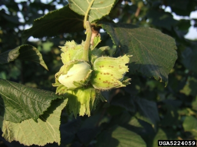 hazelnut brown stain (  ) on common filbert (Corylus avellana ) - 5224059