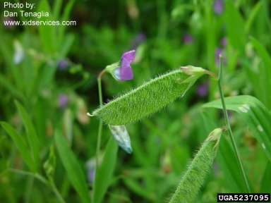 rough peavine, Lathyrus hirsutus  (Fabales: Fabaceae (Leguminosae)) - 5237095
