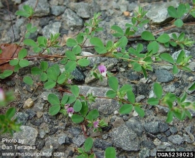 Korean lespedeza, Kummerowia stipulacea  (Fabales: Fabaceae (Leguminosae)) - 5238025