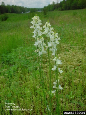Moroccan toadflax, Linaria maroccana  (Scrophulariales: Scrophulariaceae) - 5238034