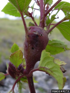 eupatorium gall fly, Procecidochares utilis  (Diptera: Tephritidae) - 5249072