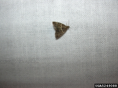 Crambid moth, Mestolobes minuscula  (Lepidoptera: Crambidae) - 5249088