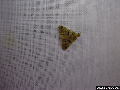 Crambid moth, Tamsica floricolens  (Lepidoptera: Crambidae) - 5249096