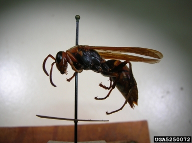 macao paper wasp, Polistes olivaceus  (Hymenoptera: Vespidae) - 5250072