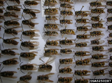 western yellowjacket, Vespula pensylvanica  (Hymenoptera: Vespidae) - 5250087