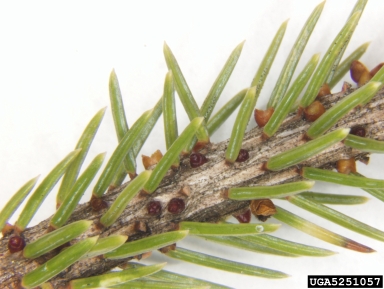 eastern dwarf mistletoe (Arceuthobium pusillum ) on black spruce (Picea mariana ) - 5251057
