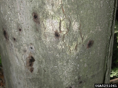 beech bark disease (Nectria coccinea ) on American beech (Fagus grandifolia ) - 5251061