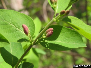 Tatarian honeysuckle, Lonicera tatarica  (Dipsacales: Caprifoliaceae) - 5252050