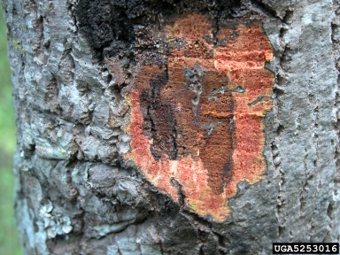 Phytophthora root rot (Phytophthora cinnamomi ) on oak (Quercus spp. ) - 5253016