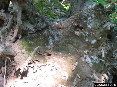 ash root rot (Scytinostroma galactinum ) on white ash (Fraxinus americana ) - 5253075