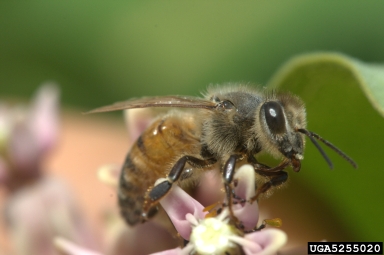 honey bee (Apis mellifera ) on columbine (Aquilegia spp. ) - 5255020