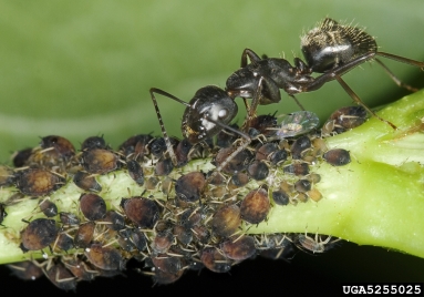 ants, Formica spp.  (Hymenoptera: Formicidae) - 5255025