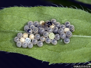 scelionid wasps, scelionids (  ) on stink bugs (  ) - 5255026