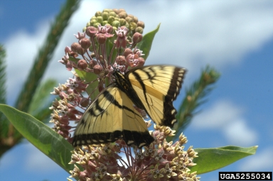 eastern tiger swallowtail, Papilio glaucus  (Lepidoptera: Papilionidae) - 5255034
